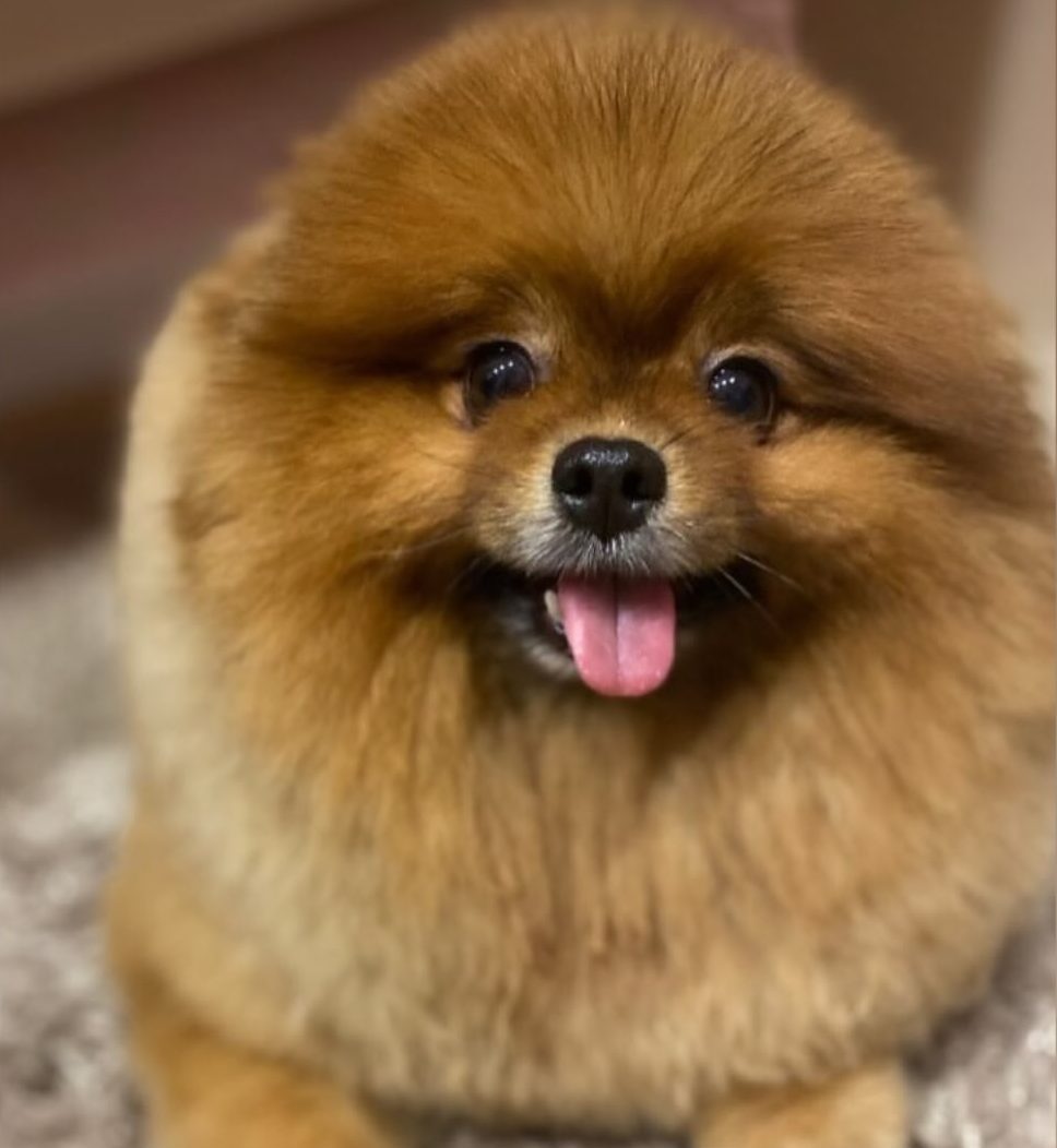 Груминг питомца