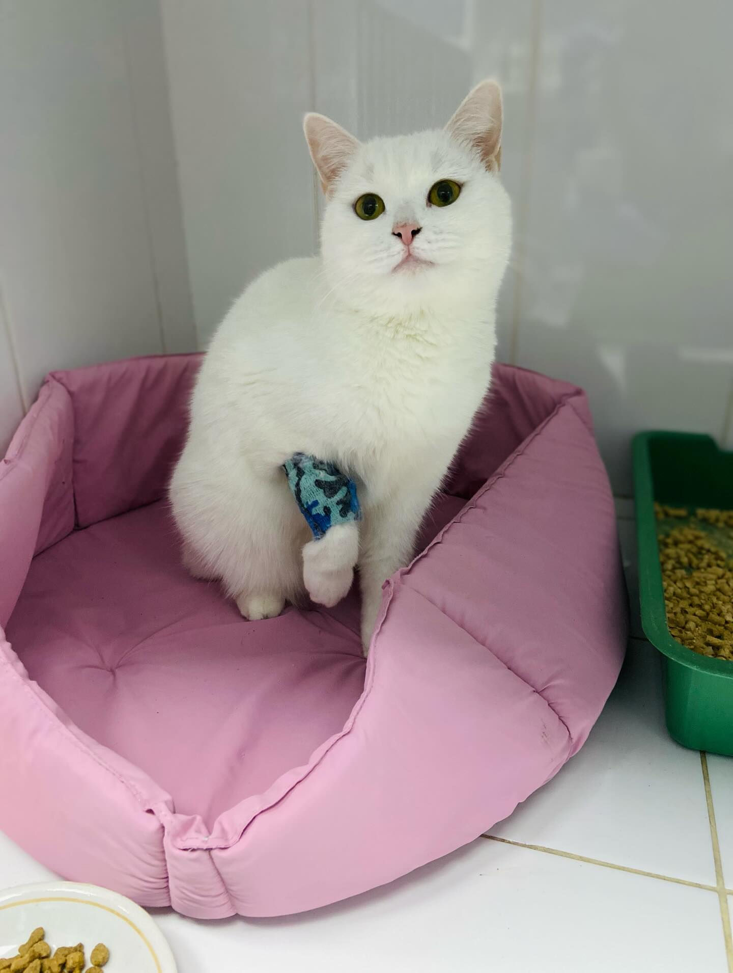 Белый котик на приёме