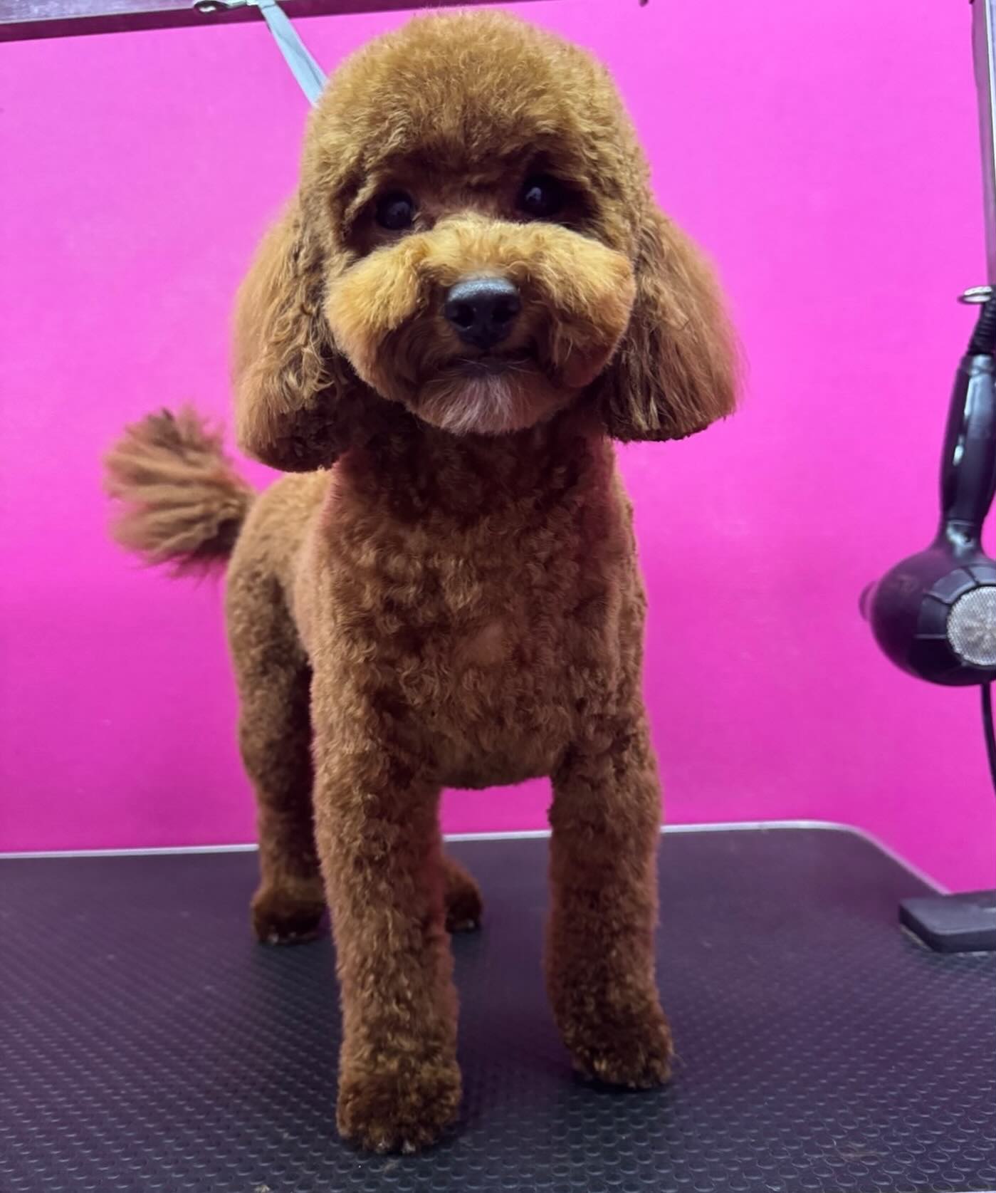 Ветеринар с питомцем