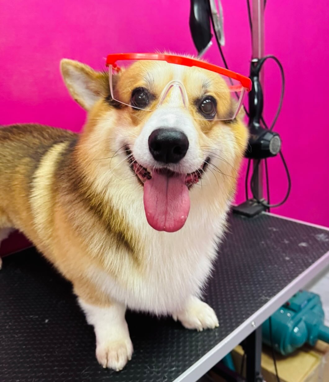 Вакцинация питомца в клинике