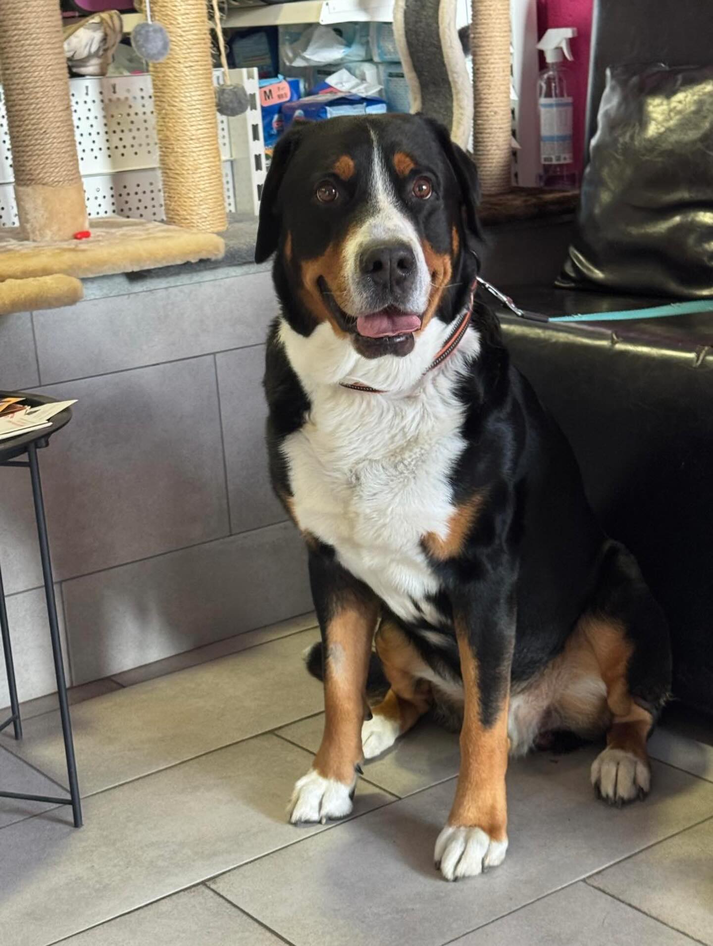 Ветеринар с питомцем