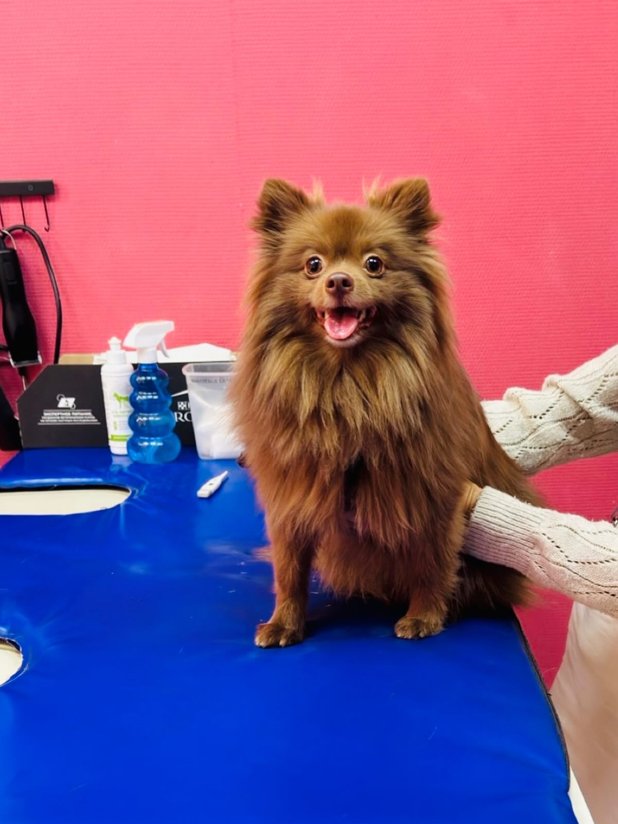 Чипирование питомца